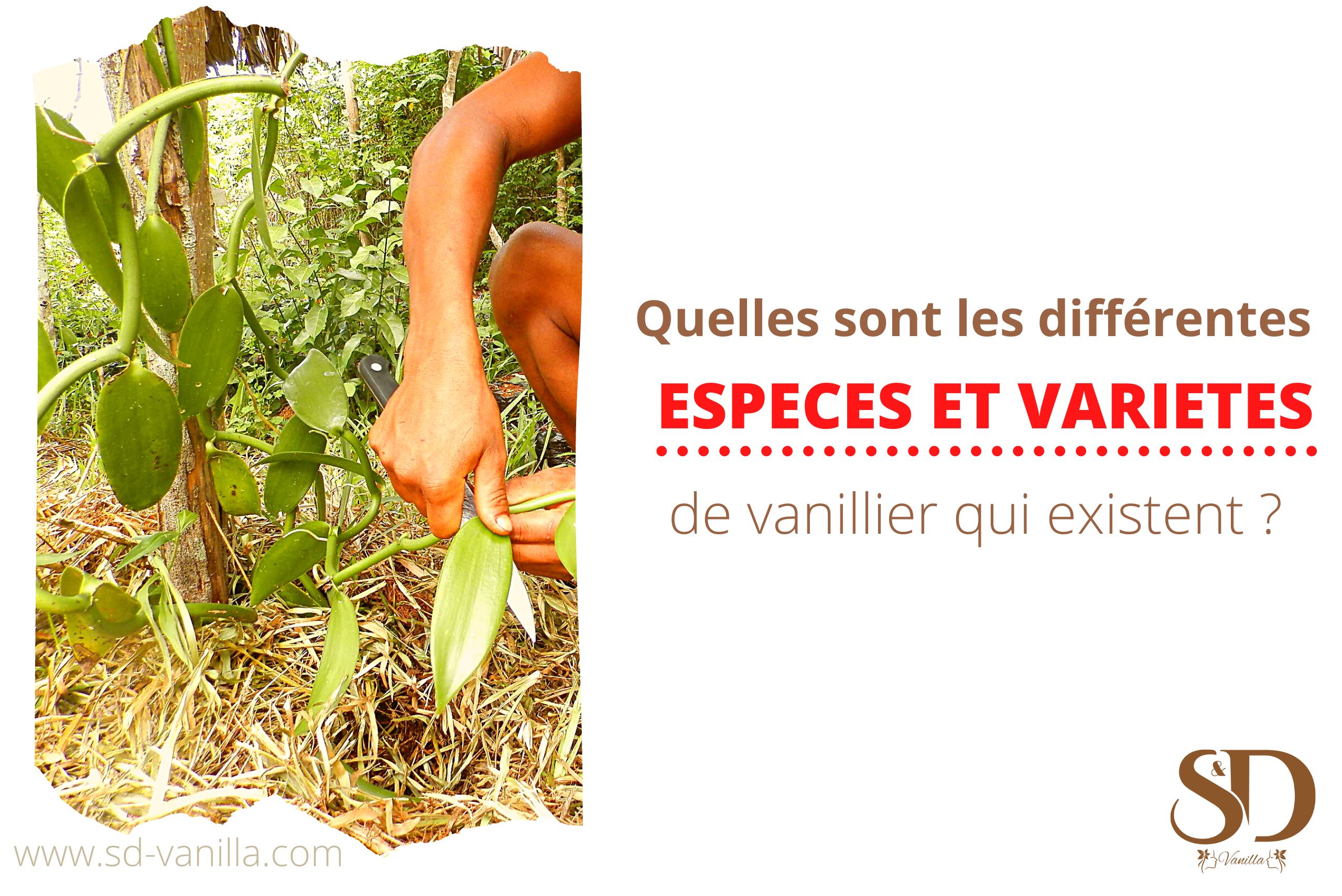 Espèces et variétés de vanille